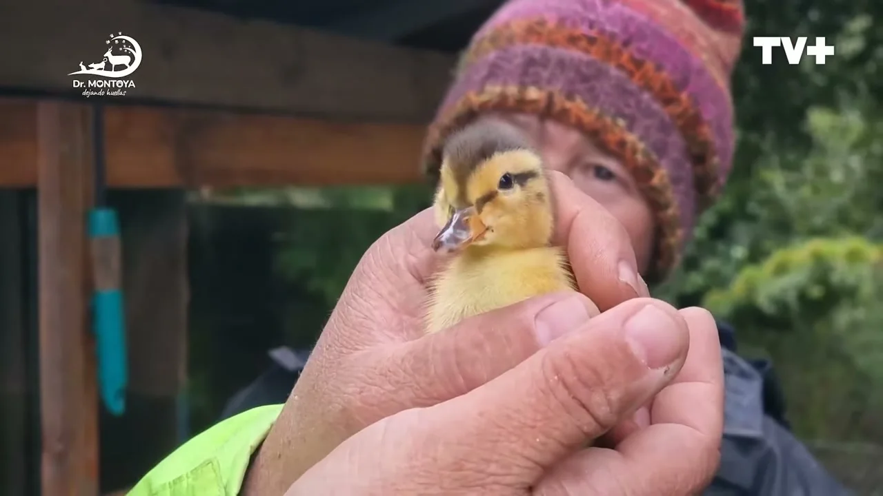 Una mujer con gorro de lana de colores sostiene en la mano un patito amarillo recién nacido, de cerca, con vegetación al fondo.