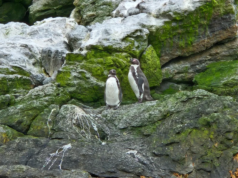 Dos pingüinos de pecho blanco sobre rocas cubiertas de musgo verde.