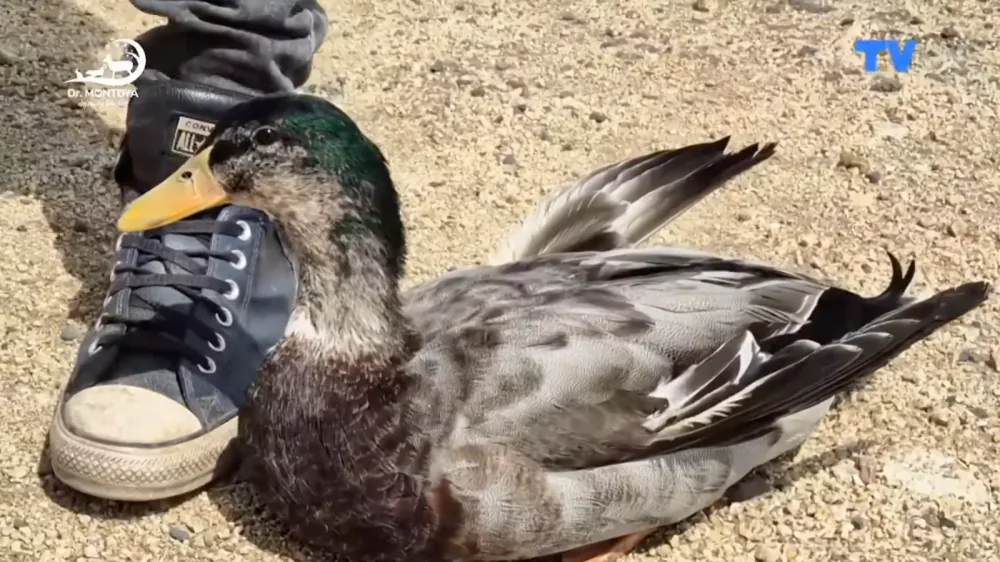 Un pato de plumaje gris, café y verde reposa en el suelo de gravilla junto a la zapatilla de una persona.