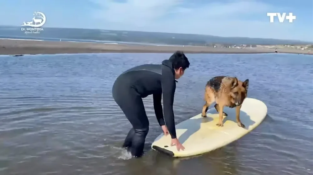 Un pastor alemán mojado de pie sobre una tabla de surf en aguas someras mientras una persona con traje de neopreno lo sostiene por la tabla.